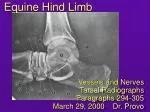 Ppt Normal Radiographic Anatomy Of The Equine Hind Limb Powerpoint