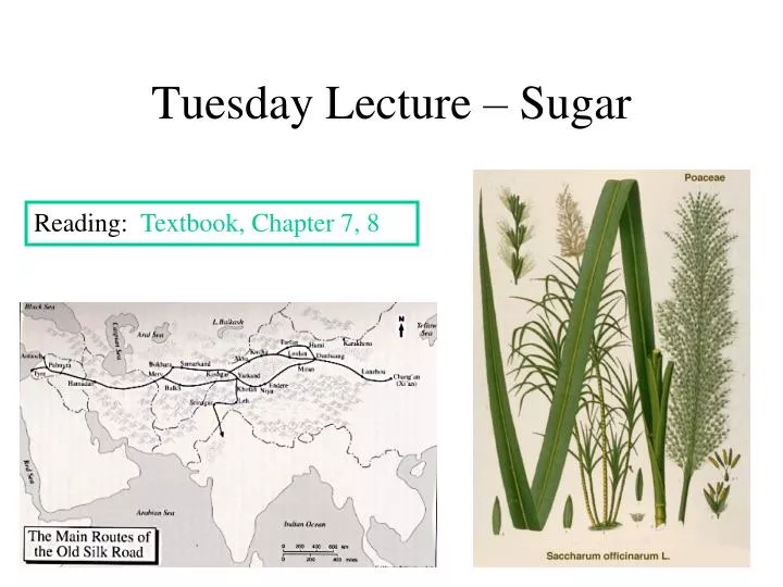 tuesday lecture sugar