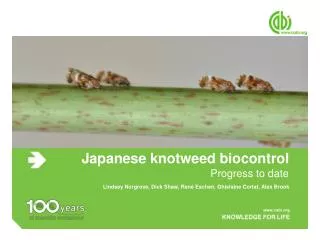 Japanese knotweed biocontrol