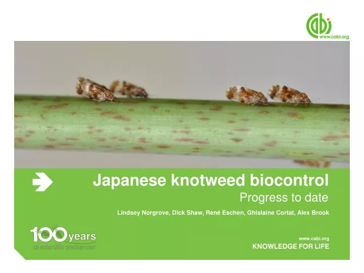 japanese knotweed biocontrol