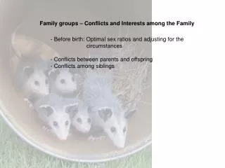 Family groups – Conflicts and Interests among the Family