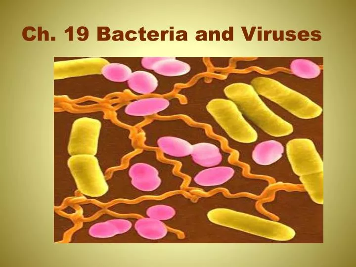 ch 19 bacteria and viruses