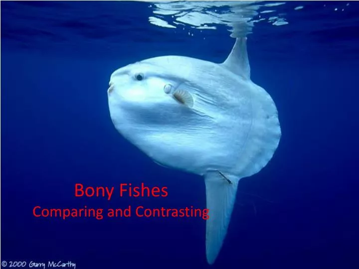bony fishes comparing and contrasting