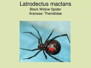 Latrodectus mactans Black Widow Spider Araneae: Theridiidae
