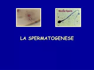 la spermatogenese