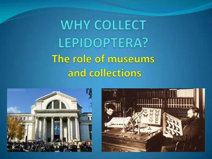 why collect lepidoptera the role of museums and collections