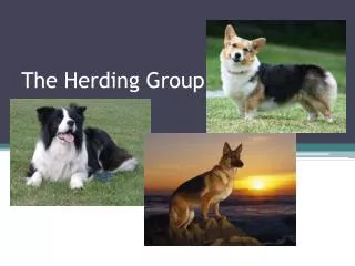 The Herding Group