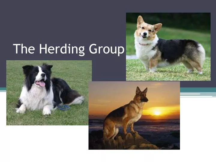 the herding group
