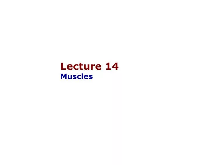 lecture 14 muscles