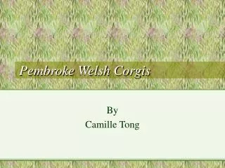 Pembroke Welsh Corgis