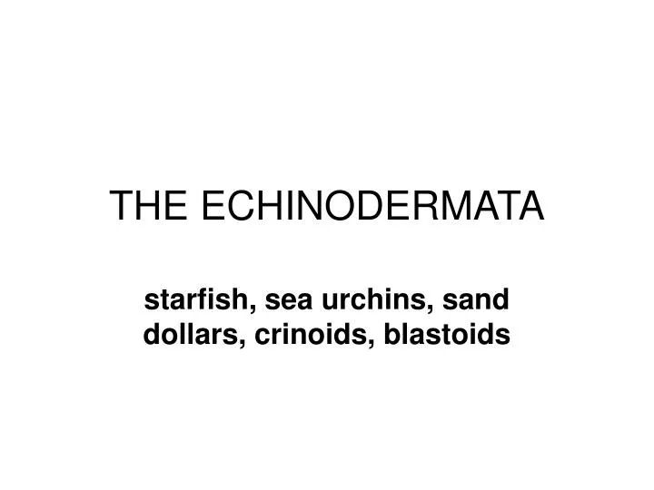 the echinodermata