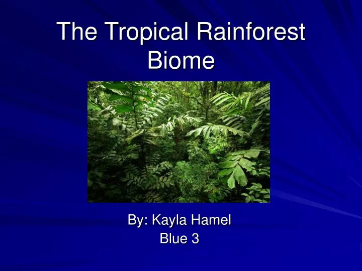 the tropical rainforest biome
