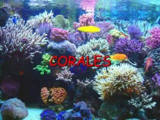 corales