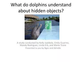 What do dolphins understand about hidden objects?
