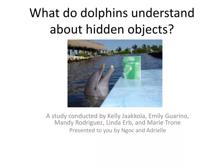 what do dolphins understand about hidden objects