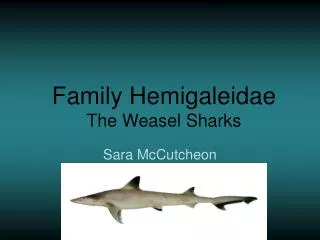 Family Hemigaleidae The Weasel Sharks