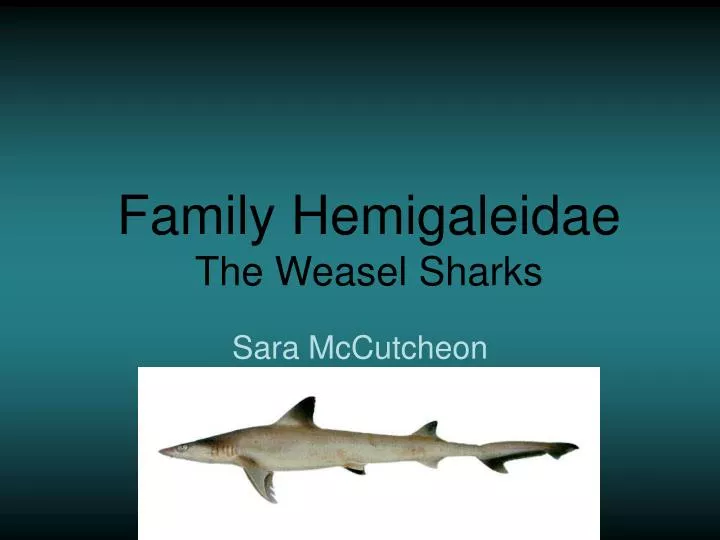 family hemigaleidae the weasel sharks