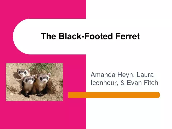 the black footed ferret