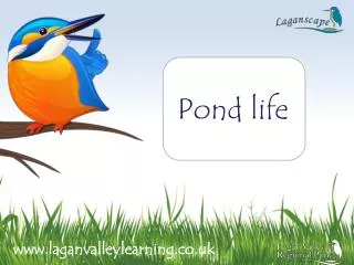 Pond life