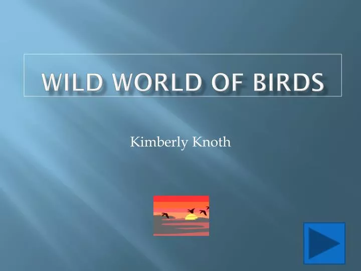 wild world of birds