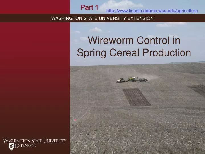 wireworm control in spring cereal production