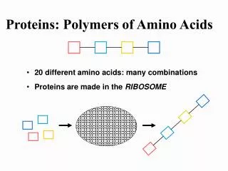 Proteins: Polymers of Amino Acids