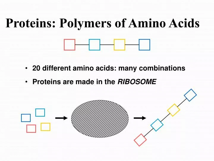 proteins polymers of amino acids