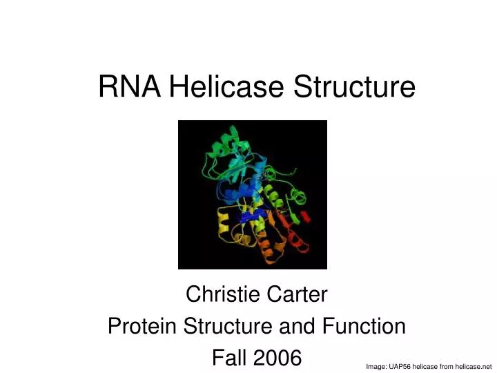 rna helicase structure