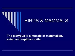 BIRDS &amp; MAMMALS