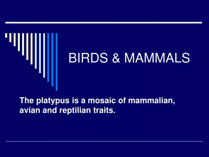 birds mammals