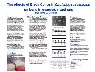 The effects of Black Cohosh ( Cimicifuga racemosa) on bone in ovarectomized rats