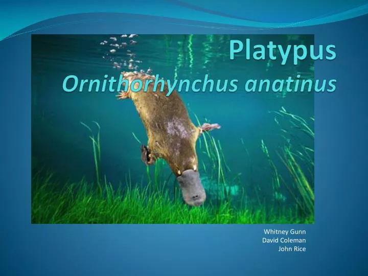platypus ornithorhynchus anatinus