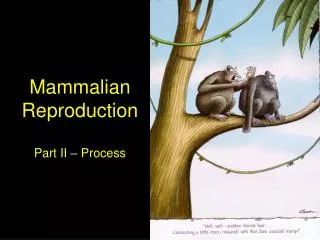 Mammalian Reproduction Part II – Process