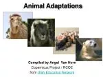 Animal Adaptations - slide 1