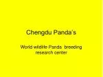 Chengdu Panda’s - slide 1