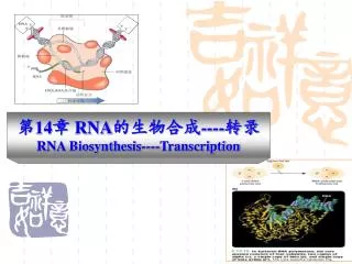 ? 14 ? RNA ????? ---- ?? RNA Biosynthesis----Transcription