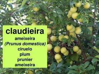 claudieira ameixeira (Prunus domestica) ciruelo plum prunier ameixeira