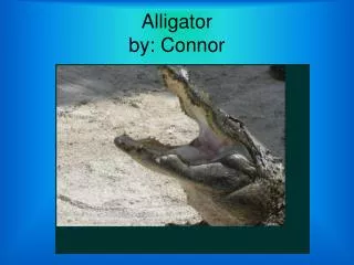 Alligator by: Connor