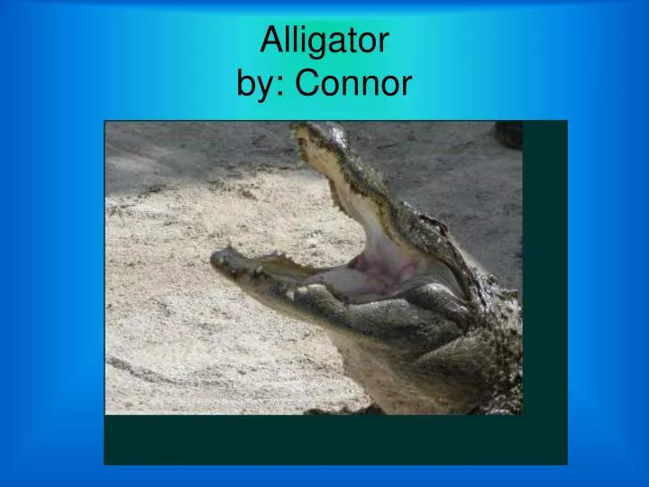 alligator by connor