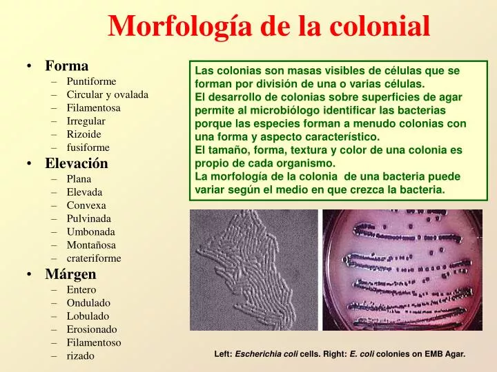 morfolog a de la colonial