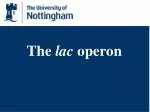 The lac operon - slide 1