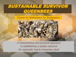 SUSTAINABLE SURVIVOR QUEENBEES