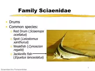 Family Sciaenidae