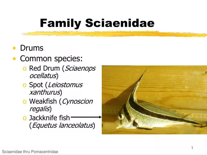 family sciaenidae