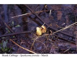 Skunk Cabbage - Spathyema foetida - March