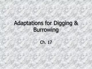 Adaptations for Digging &amp; Burrowing