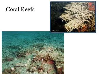 Coral Reefs