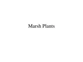 Marsh Plants