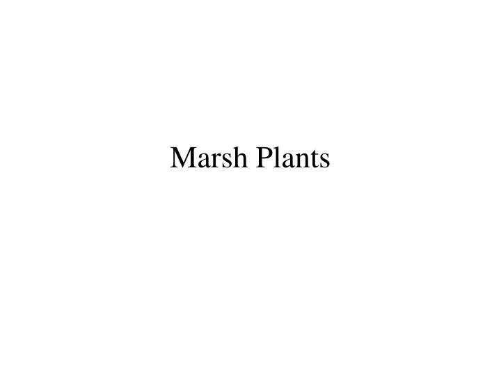 marsh plants