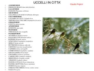 uccelli in citta